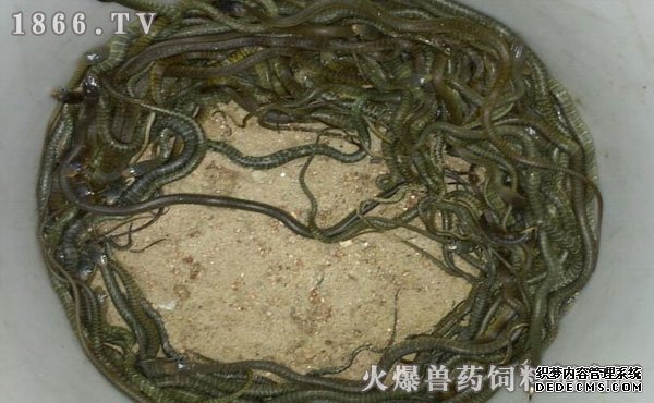 水律蛇養(yǎng)殖新技巧揭秘，高效養(yǎng)殖方法與實(shí)用操作指南