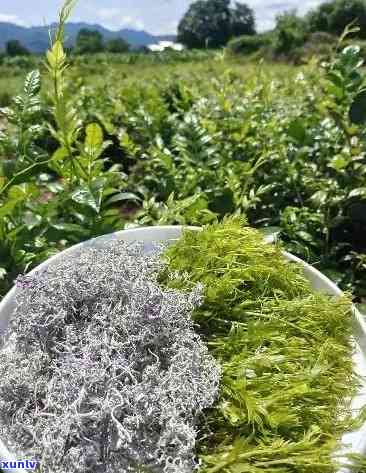 張家界莓茶價(jià)格探索之旅，自然美景與內(nèi)心寧?kù)o的尋找