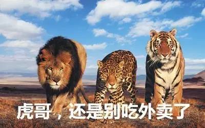 最新虎獅，學(xué)習(xí)變革的力量，自信與成就感的崛起之路