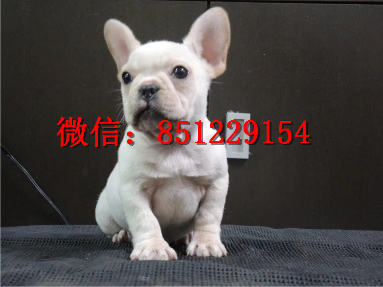 法牛犬行情走勢(shì)揭秘，溫馨日常背后的市場(chǎng)趨勢(shì)