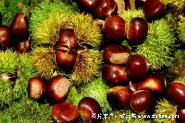 板栗最新行情概覽，市場走勢與產(chǎn)業(yè)地位深度分析