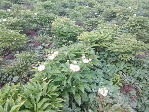 赤芍行情深度解析，小巷特色藥材探尋之旅