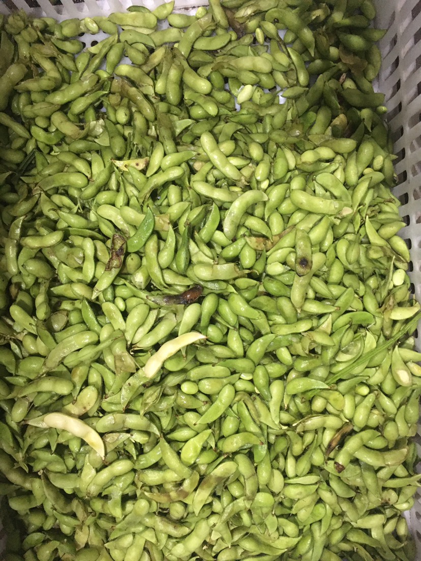 海南毛豆價格最新行情，友情故事與實時市場動態(tài)