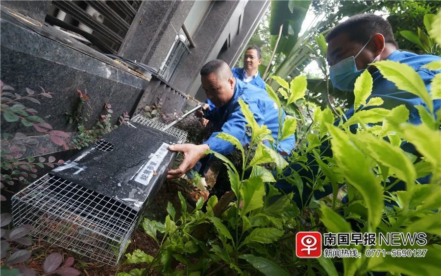 小巷神秘寶藏揭秘，最新捕蛇籠探秘