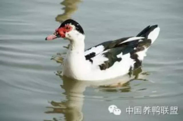 鴛鴦鴨行情，一只鴨子背后的勵(lì)志故事