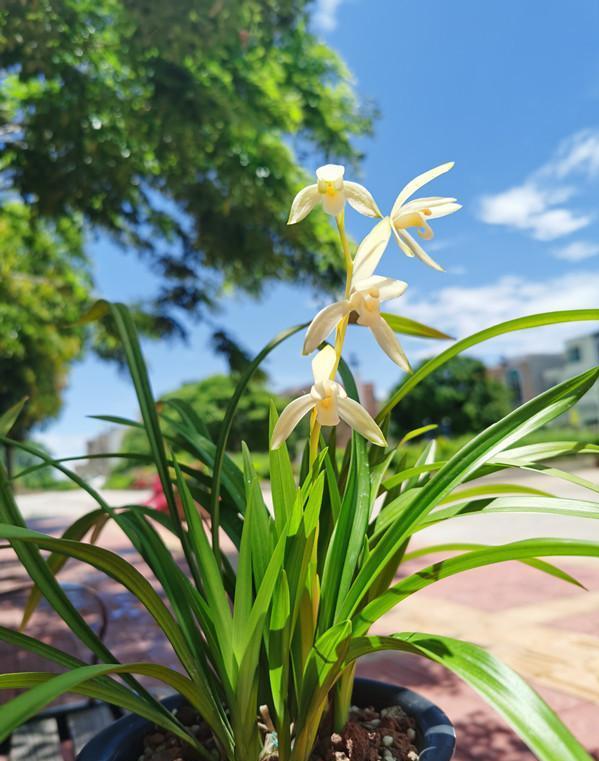蘭花價(jià)格變化之旅，從綠葉到金花，自信與成就感的培育之路