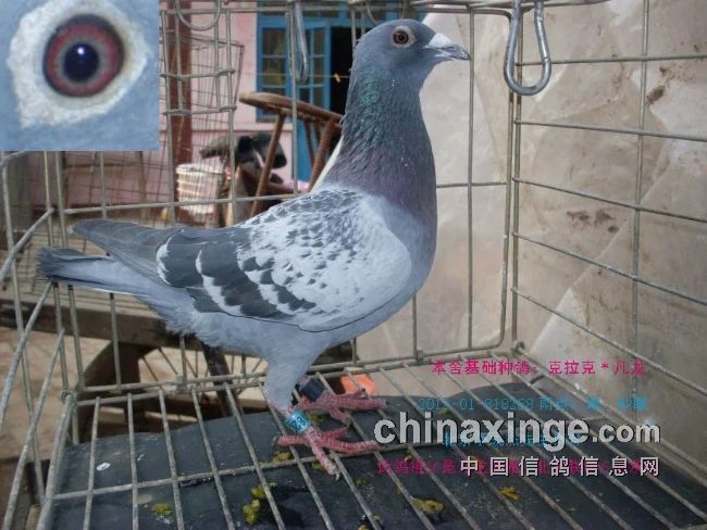 最新臺鴿翱翔夢想，學習鑄就自信之翼