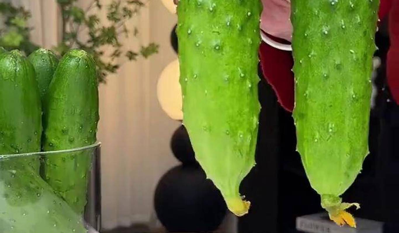 黃瓜視頻下載最新版，時代背景下短視頻巨頭的迅速崛起