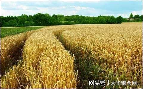 今天小麥最新價格行情，變化中的機遇與自我成長潛力探索
