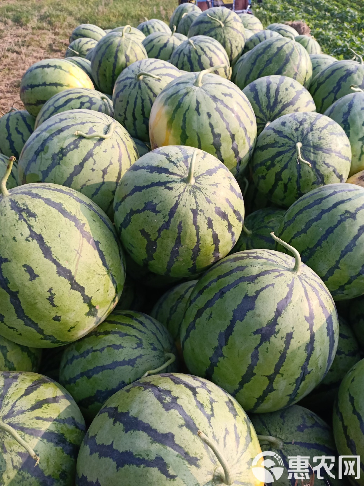 太康縣西瓜最新價格，時代背景下的瓜價變遷